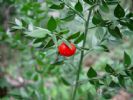 Ruscus Aculeatus Saponins 